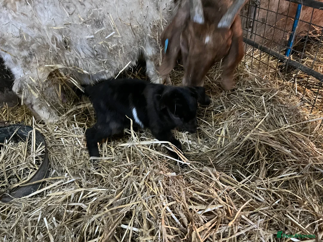 Goats livestock for sale: Selection of goats for sale  - Advert 4