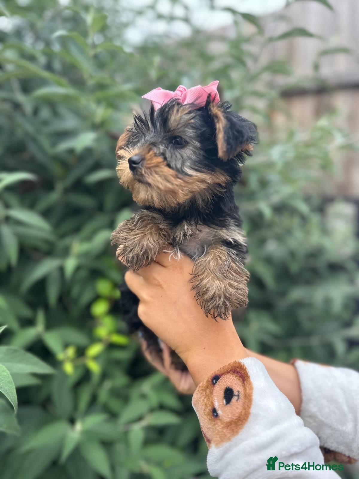 Yorkshire Terrier dogs for sale: Beautiful Yorkshire terrier puppy’s ready now - Advert 5