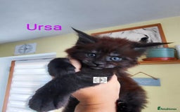 Maine Coon cats for sale: Absolutelly gorgeous kittens  - Image 15