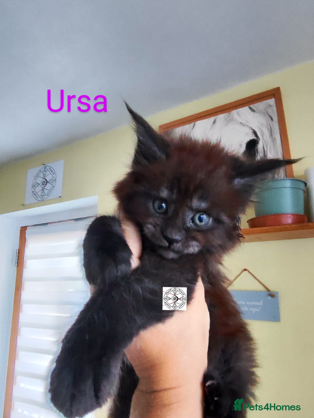 Maine Coon cats for sale: Absolutelly gorgeous kittens  - Image 15