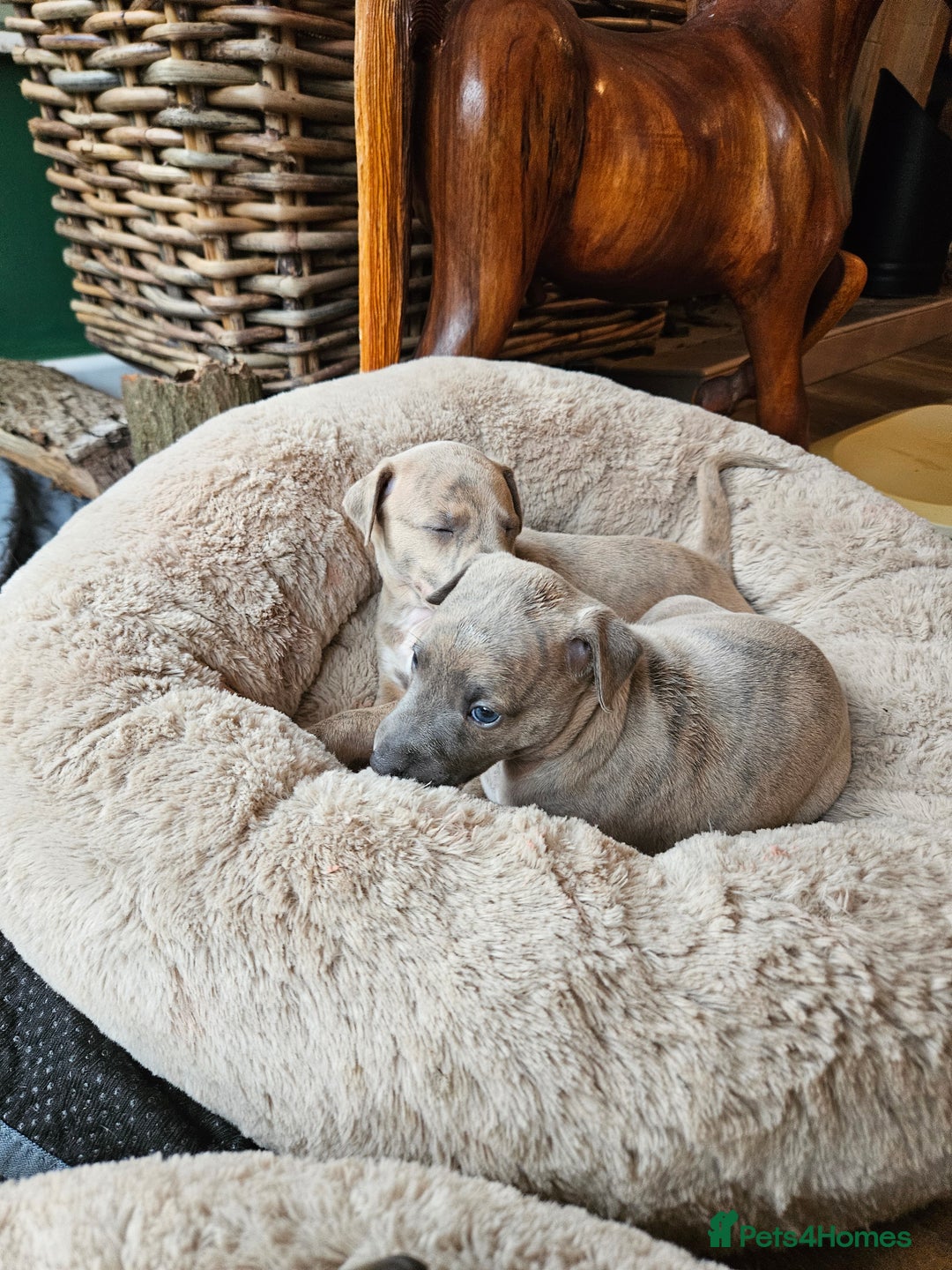 Whippet dogs for sale: ✨🐾 Gorgeous KC Registered Whippet puppies  🐾✨  - Advert 16