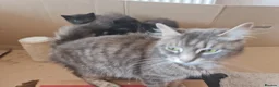 Mixed Breed cats for sale: 3 black kittens for sale - Advert 3