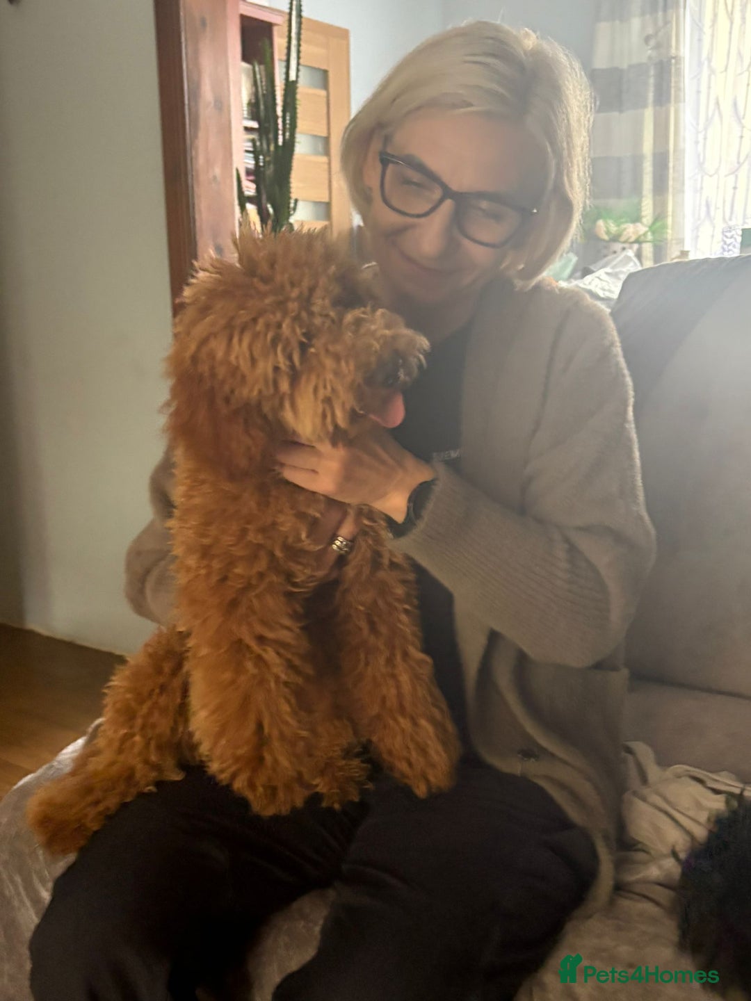 Miniature Poodle dogs for sale: Price reduction £650. Beautiful boy mini poodle  - Image 6