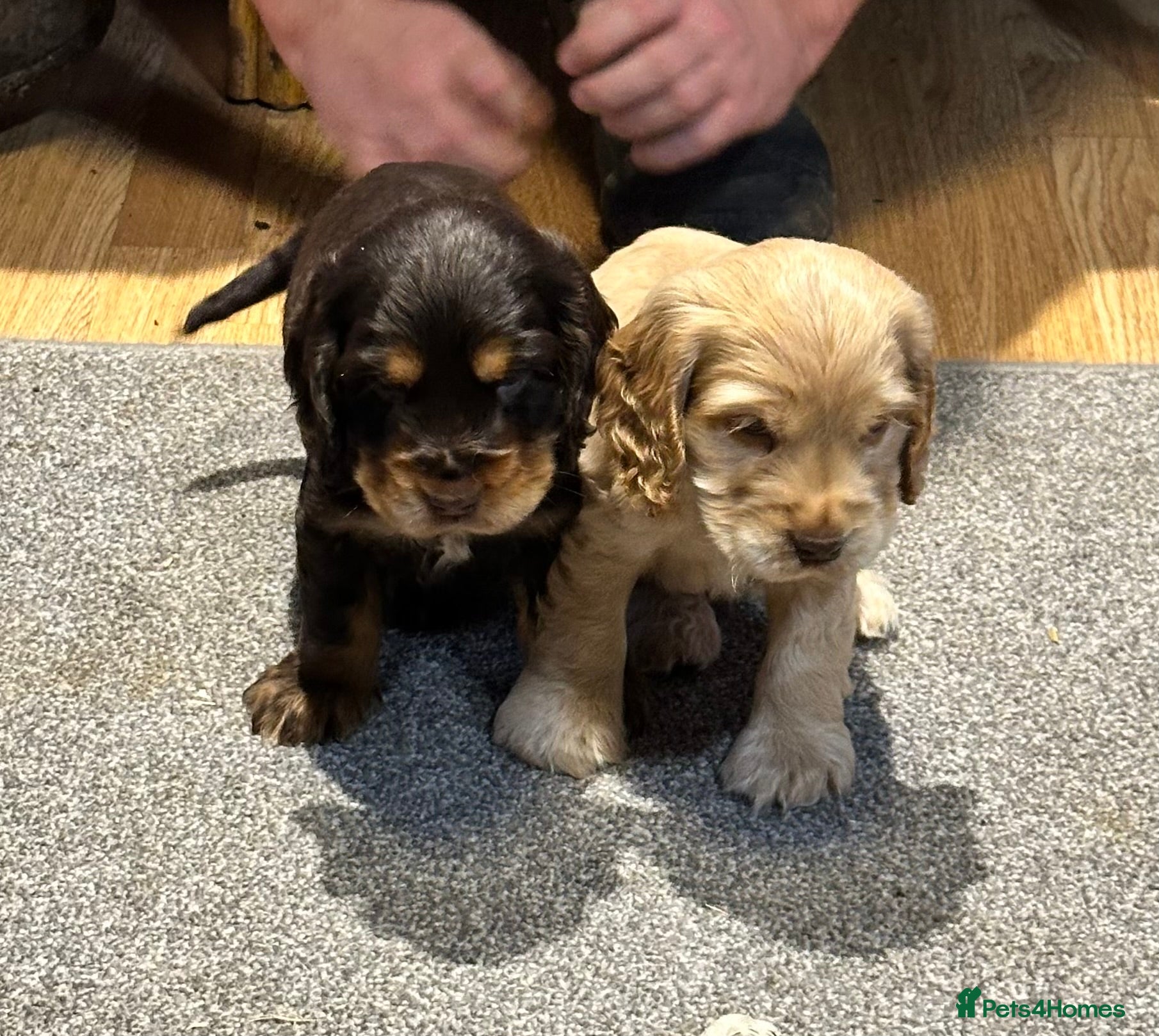 Cocker Spaniel dogs 2 Handsome Choc+tan and Gold boys - Advert 5