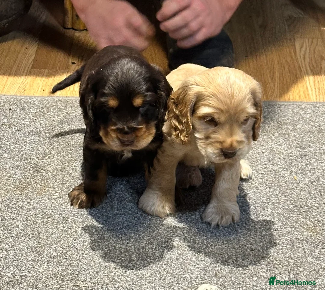 Cocker Spaniel dogs for sale: 2 Handsome Choc+tan and Gold boys - Advert 1