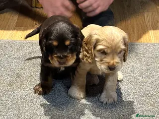 Cocker Spaniel dogs 2 Handsome Choc+tan and Gold boys - Advert 5