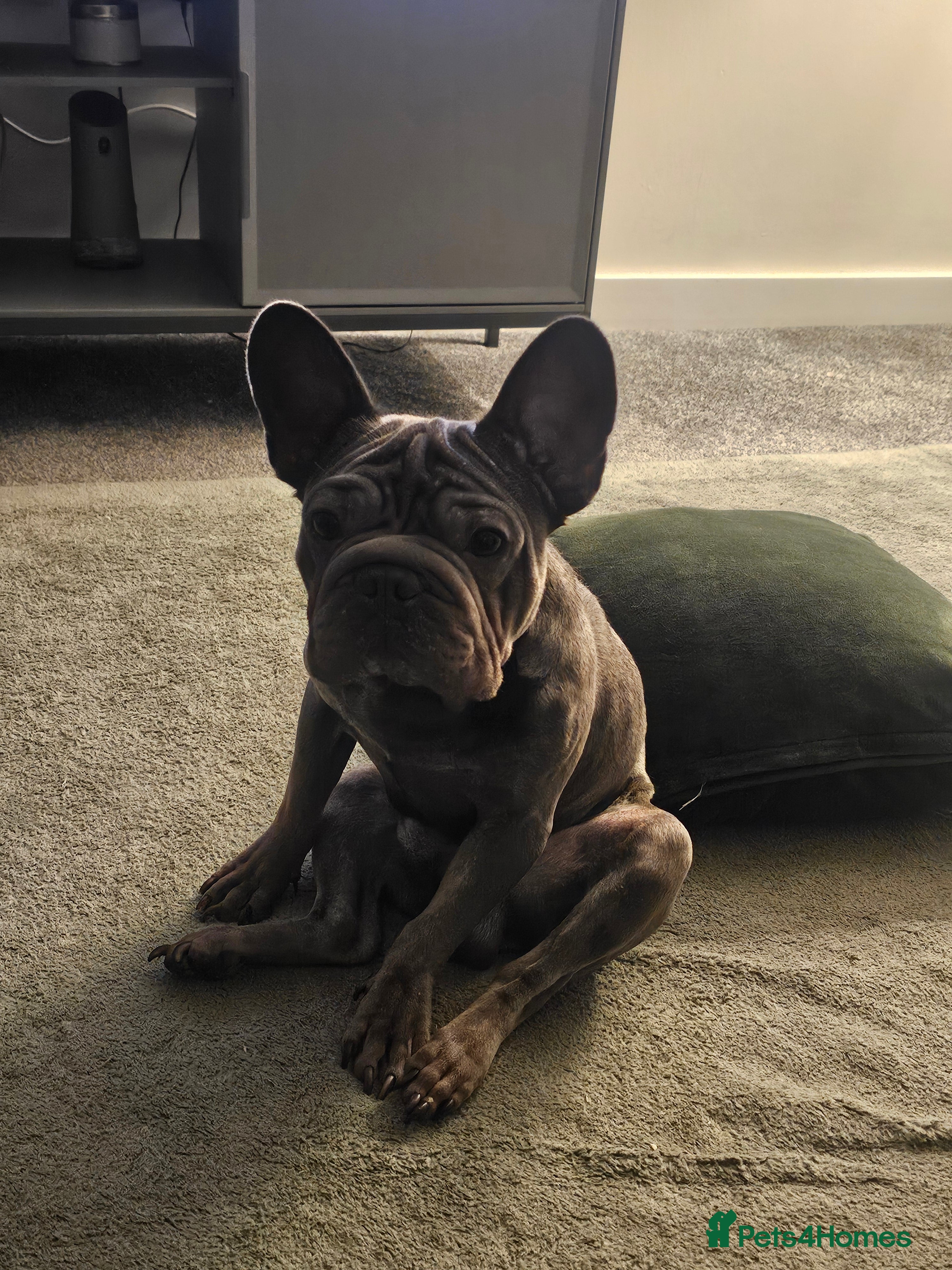 French Bulldog dogs Frenchie  - Advert 8