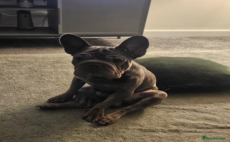 French Bulldog dogs Frenchie  - Advert 6