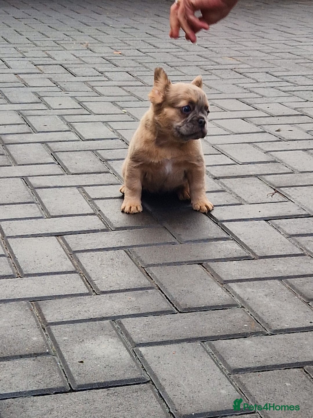 French Bulldog dogs for sale: Fluffy merle female french bulldog  - Advert 3