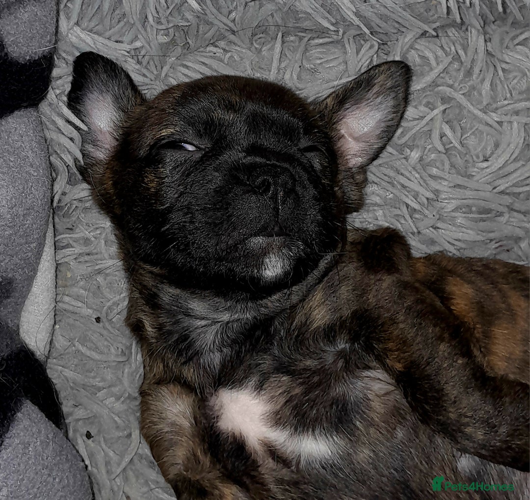 Mixed Breed dogs for sale: Puppies for sale  - Image 3