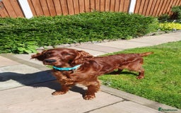 Irish Setter dogs for stud: Irish Setter (Red) Available for Stud. - Image 4