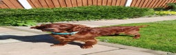 Irish Setter dogs for stud: Irish Setter (Red) Available for Stud. - Advert 4
