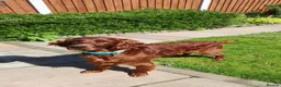 Irish Setter dogs for stud: Irish Setter (Red) Available for Stud. - Advert 4