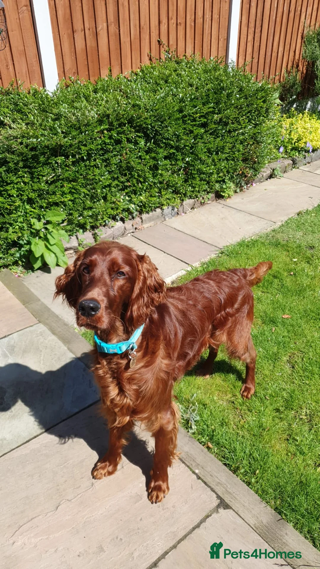 Irish Setter dogs for stud: Irish Setter (Red) Available for Stud. - Advert 4