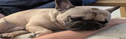 French Bulldog dogs for sale: 6 year old intact frenchie - Advert 7