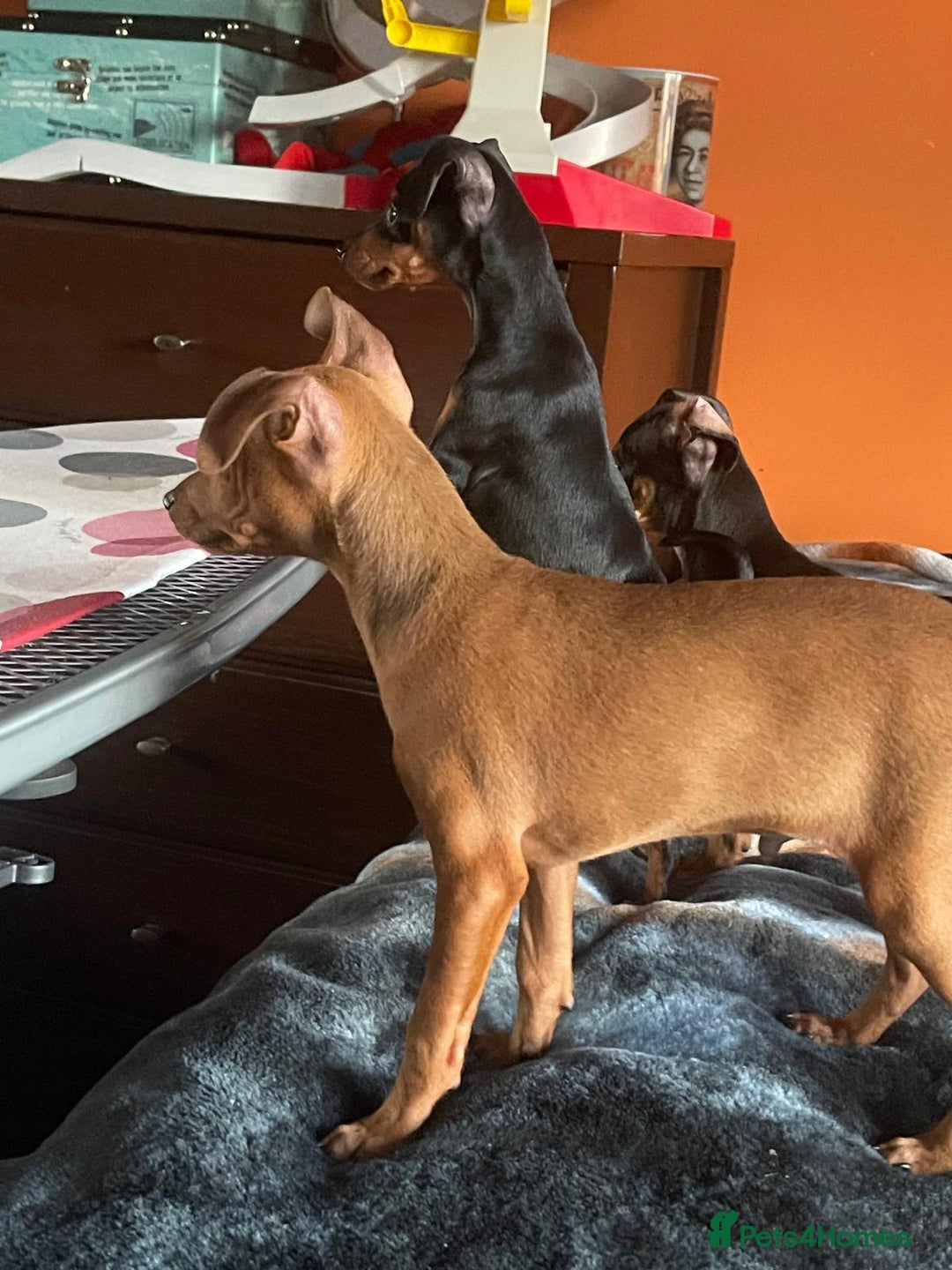 Miniature Pinscher dogs for sale: Beautiful Miniature Pinscher . - Advert 27