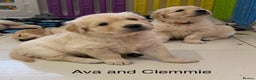Golden Retriever dogs for stud: KC reg Health Tested Golden Retriever in Malton - Advert 8