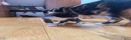 Mixed Breed cats for sale: Cute kitten litter of mix breed.  - Advert 5