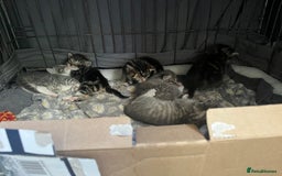 Bengal cats for sale: Gemini grey beauties - Image 5