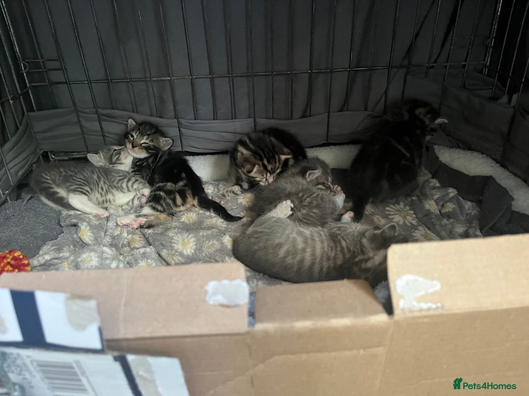 Bengal cats for sale: Gemini grey beauties - Image 5
