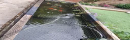 Goldfish fish for sale: Pond goldfish & equipment  - Advert 3