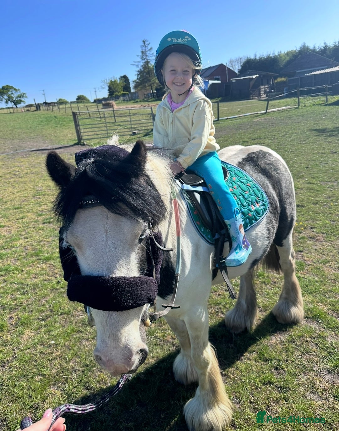 Irish Cob horses for sale: 12.2 Chunky Cob  - Image 3