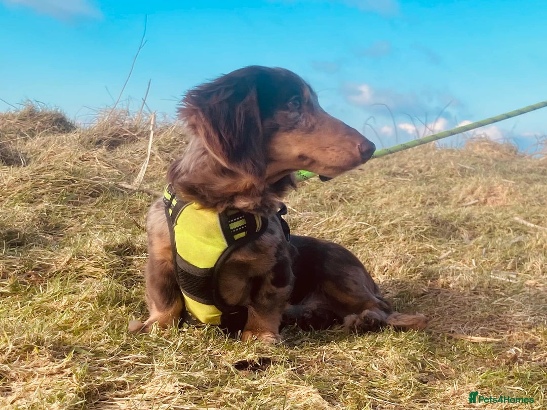 Miniature Dachshund dogs for stud: KC Reg Long Haired Choc Dapple Miniature Dachshund in Gunnislake - Advert 8