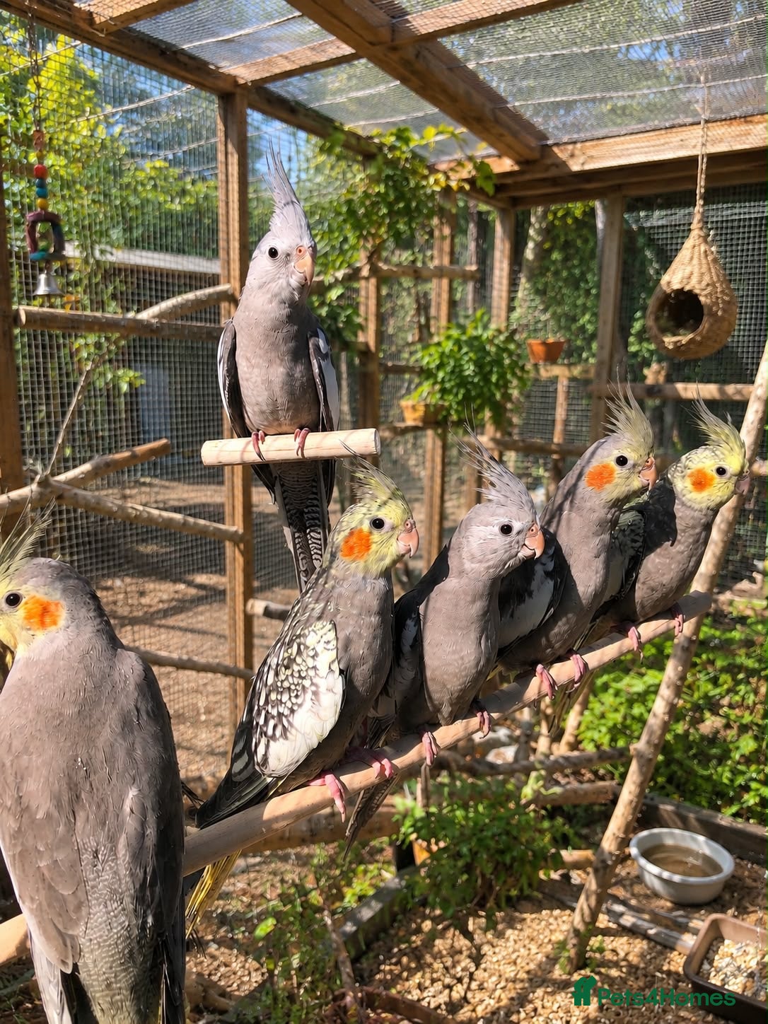 Cockatiels birds Cockatiels - Advert 1