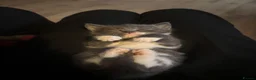 Mixed Breed cats for sale: 2 stunning mixed breed kittens  - Advert 3