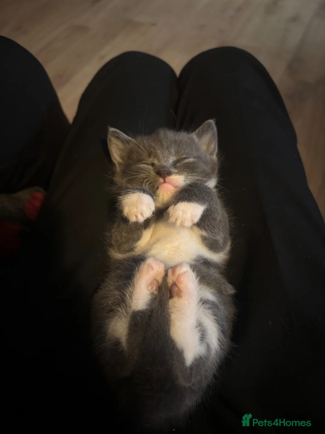 Mixed Breed cats for sale: 2 stunning mixed breed kittens  - Advert 3
