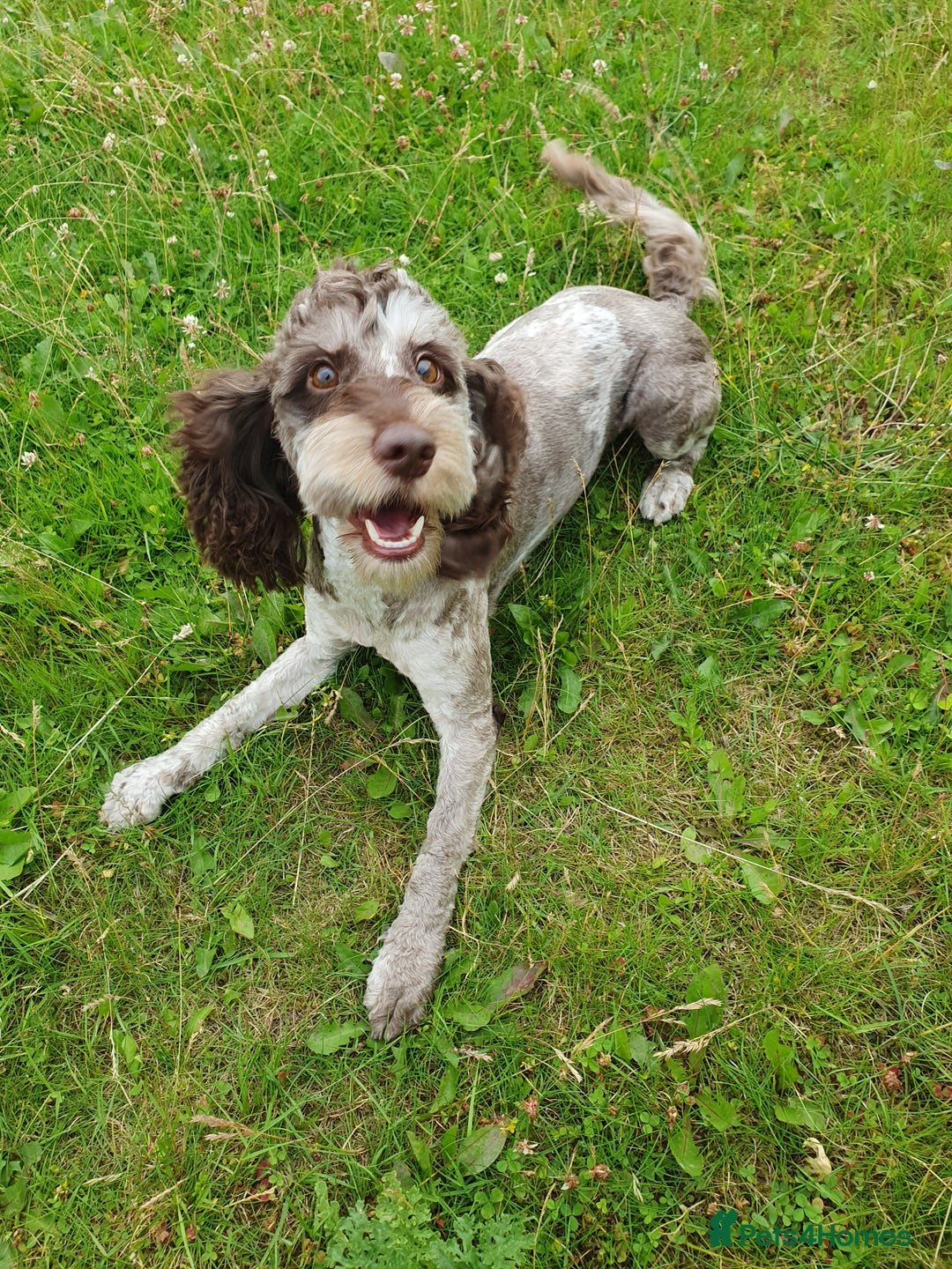 Cockapoo dogs for sale: Brown merle cockapoo girl 1 year 7 months old - Image 13