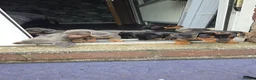 Miniature Dachshund dogs for sale: Miniature Dachshund puppies  - Advert 9