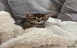 British Shorthair cats for sale: Two litters. 3 tabbies 4 fluffy black and white - Image 7