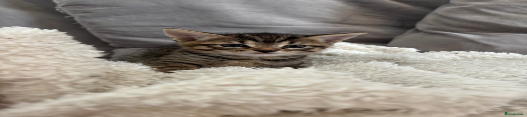 Tabby