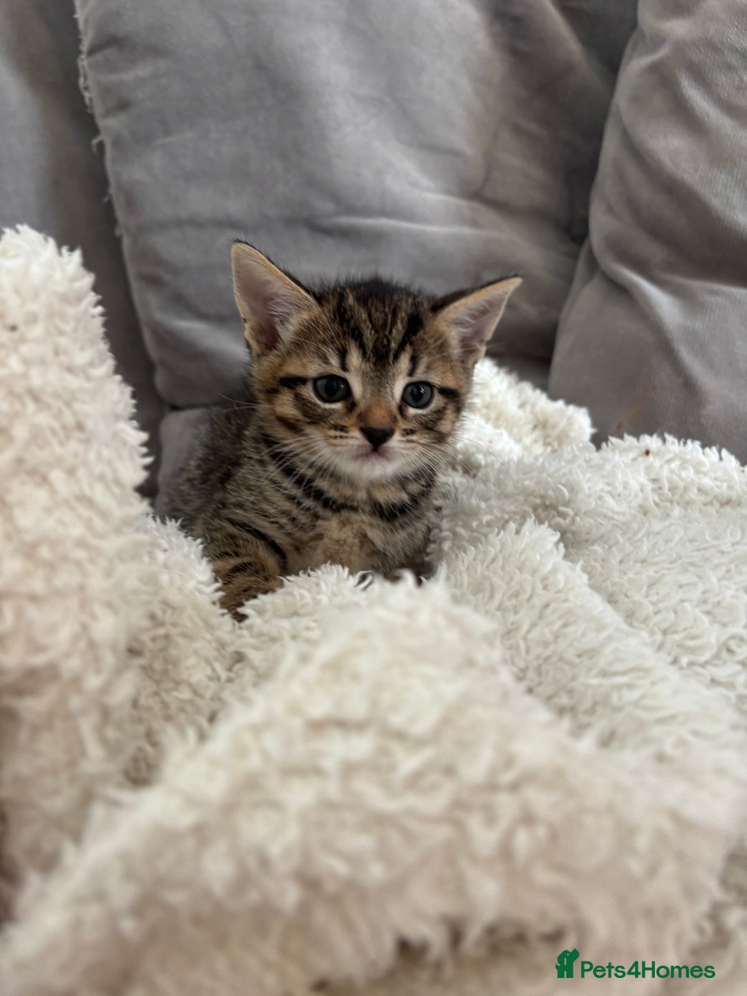 British Shorthair cats for sale: Two litters. 3 tabbies 4 fluffy black and white - Image 7