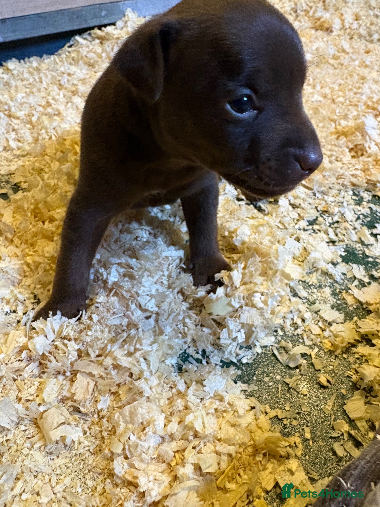 Patterdale Terrier dogs for sale: Fell terriers - Advert 3