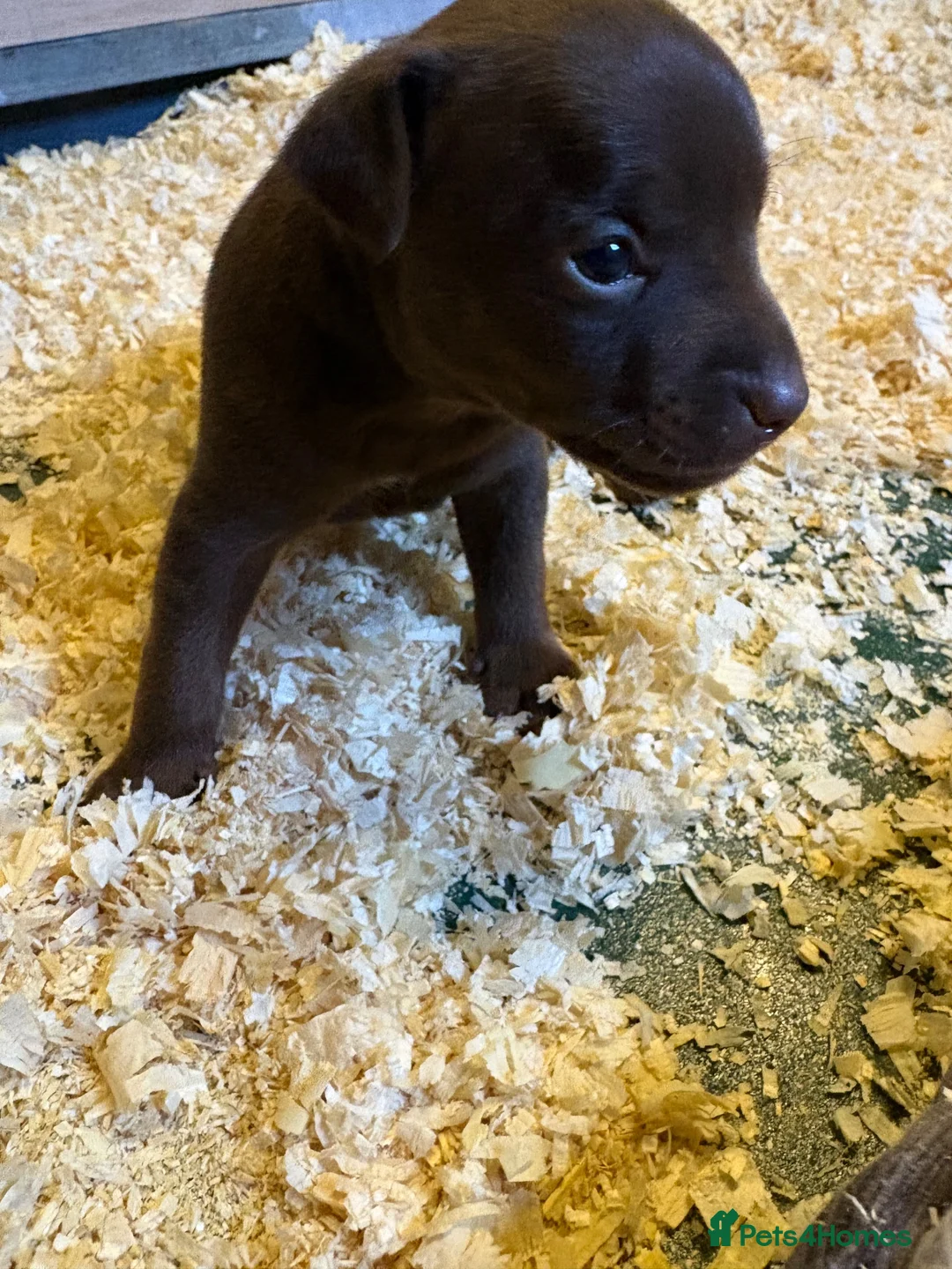 Patterdale Terrier dogs for sale: Fell terriers - Advert 1