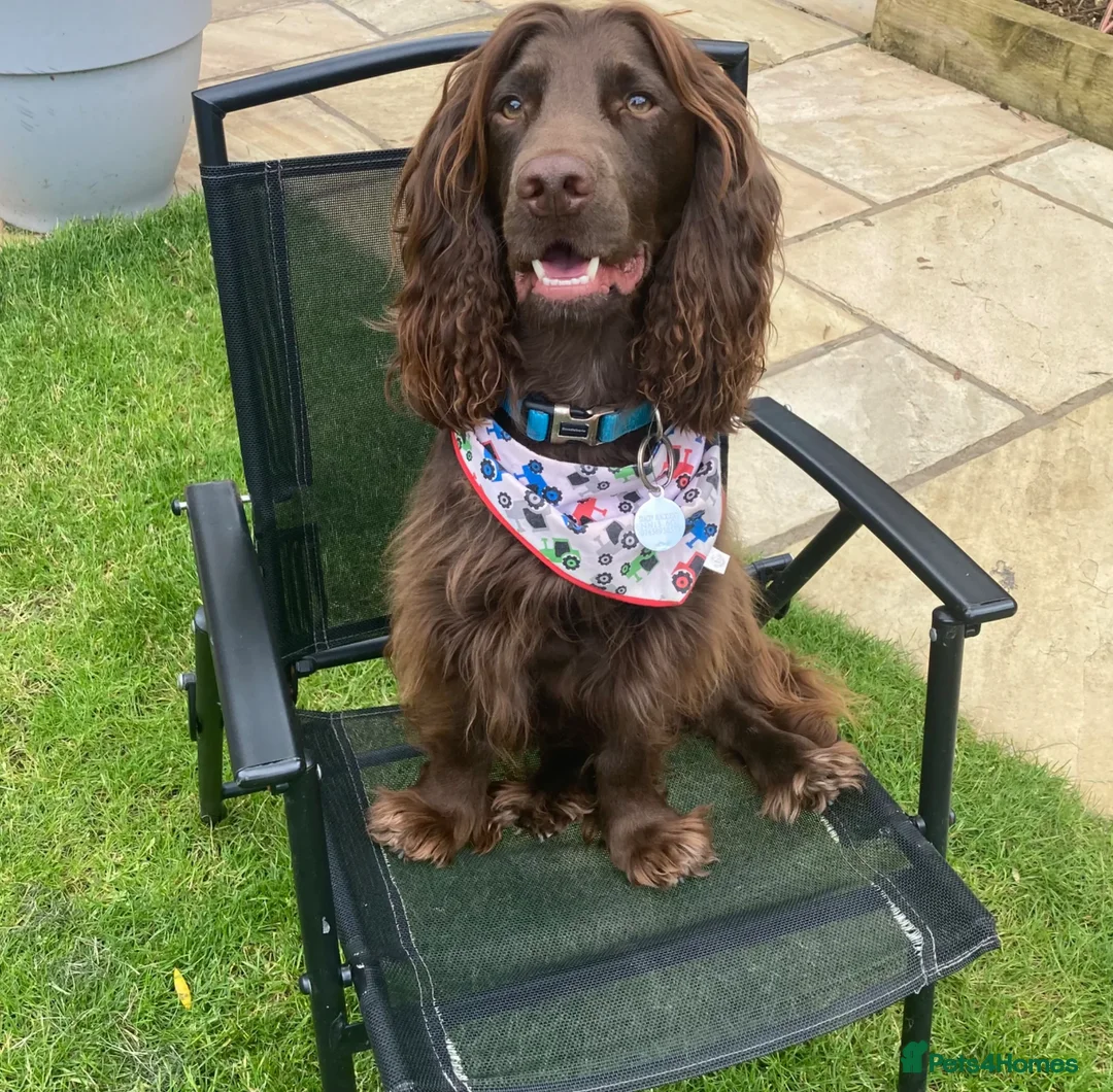 Cocker Spaniel dogs for stud: Fantastic dog all round for stud - Advert 2