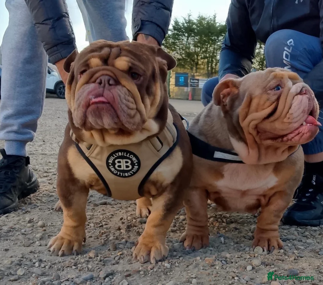 English Bulldog dogs for stud: 🍫🍫 CHOCOLATE & TAN BOY 🍫🍫 in Southend-on-Sea - Advert 2