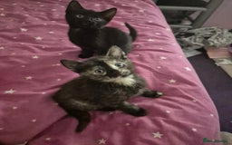 British Shorthair cats for sale: Four kitty's ready for new homes - Image 8