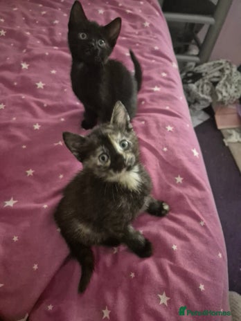 British Shorthair cats - Advert 1