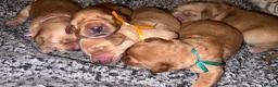 Golden Retriever dogs for sale: KC Golden Retrievers - Health Tested & Home Raised in Trowbridge - Advert 28