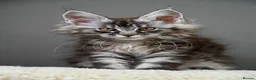 Maine Coon cats for sale: 3 Unique Kittens available - TICA registered  - Advert 5