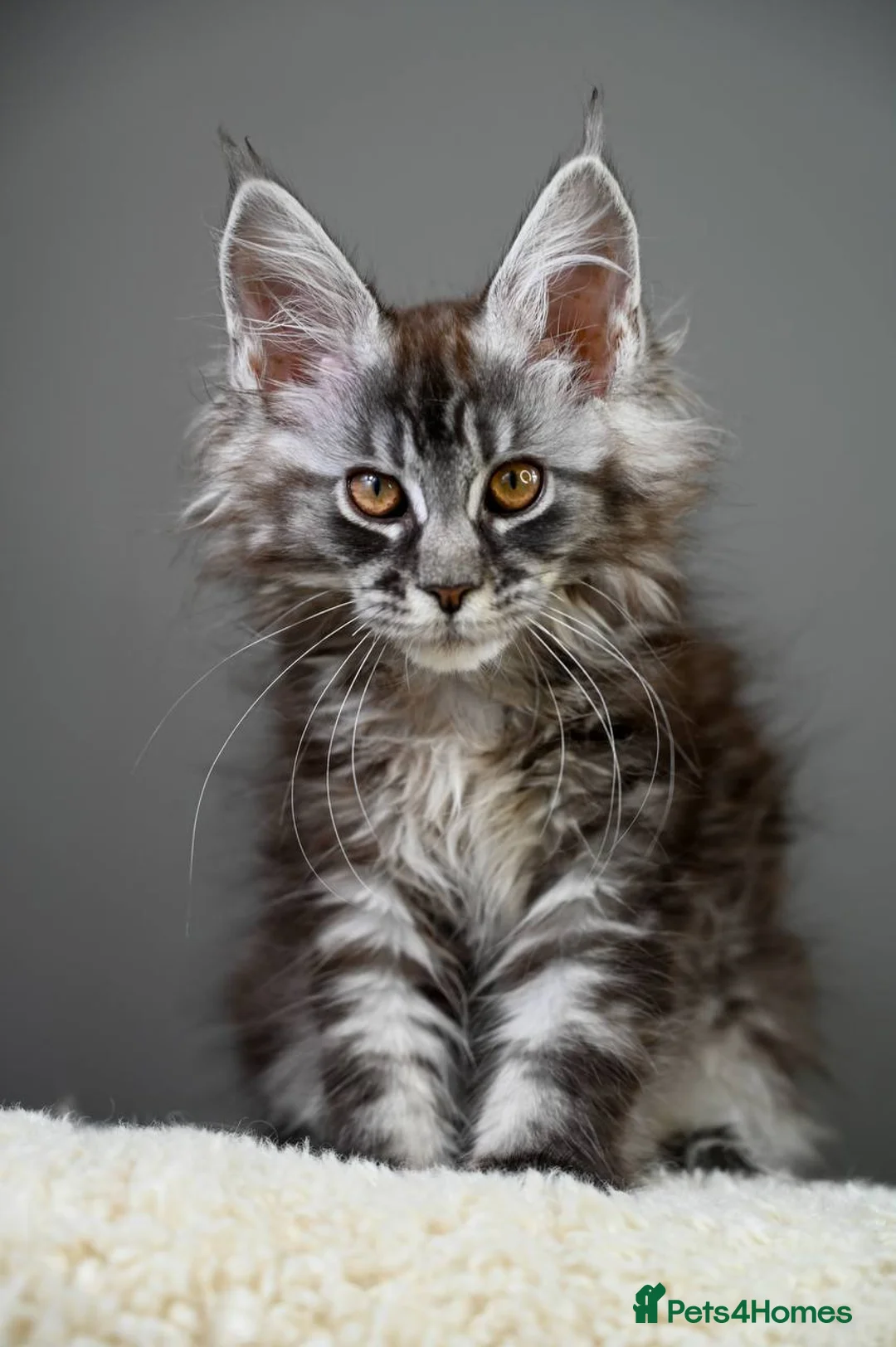 Maine Coon cats for sale: 3 Unique Kittens available - TICA registered  - Advert 5