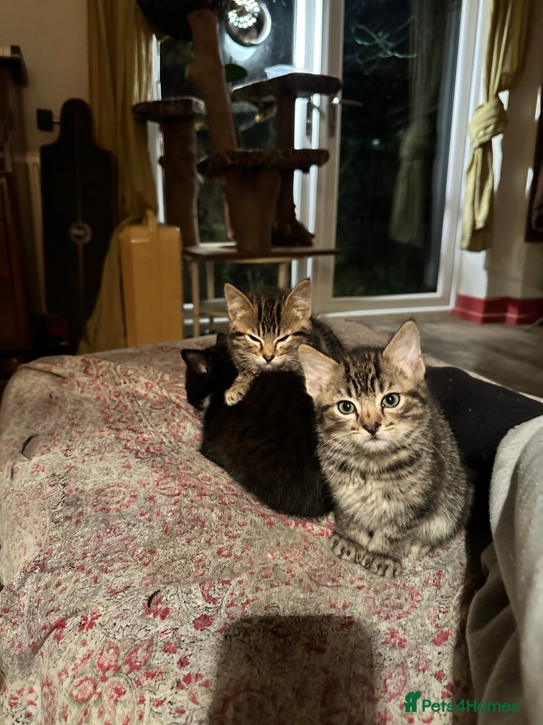 British Shorthair cats for sale: 3 Kittens - Advert 1