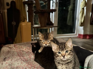 British Shorthair cats 3 Kittens - Advert 5