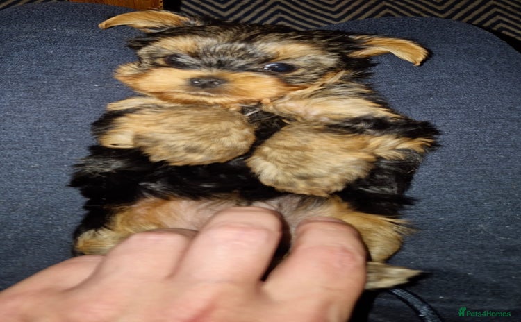 Yorkshire Terrier dogs - Advert 1