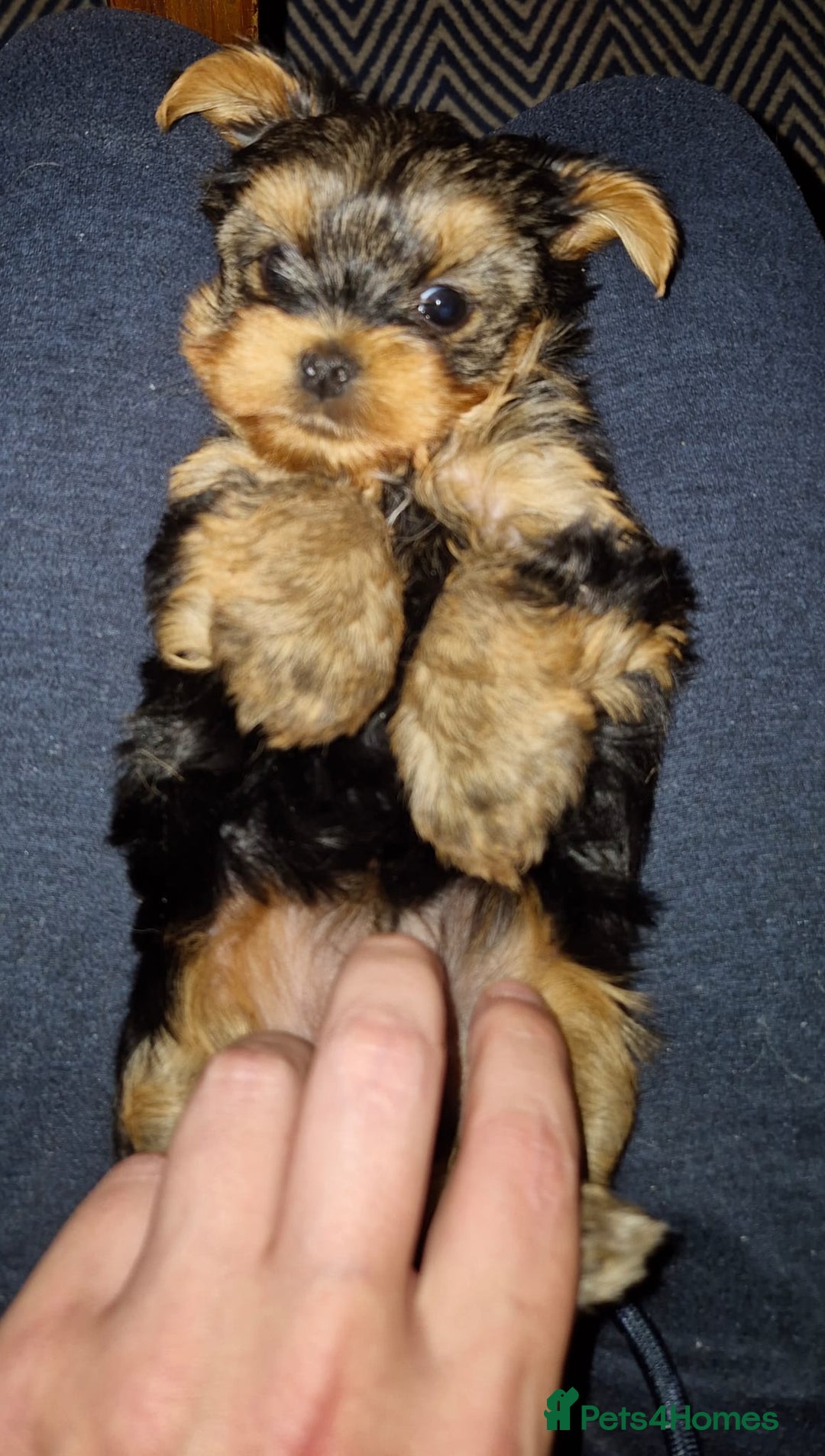 Yorkshire Terrier dogs for sale: ✨🐾last girl Mini Yorkshire Terrier Puppies –  🐾✨ - Image 1