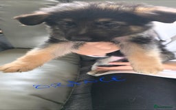 German Shepherd dogs for sale: German shepherd pups - Image 3