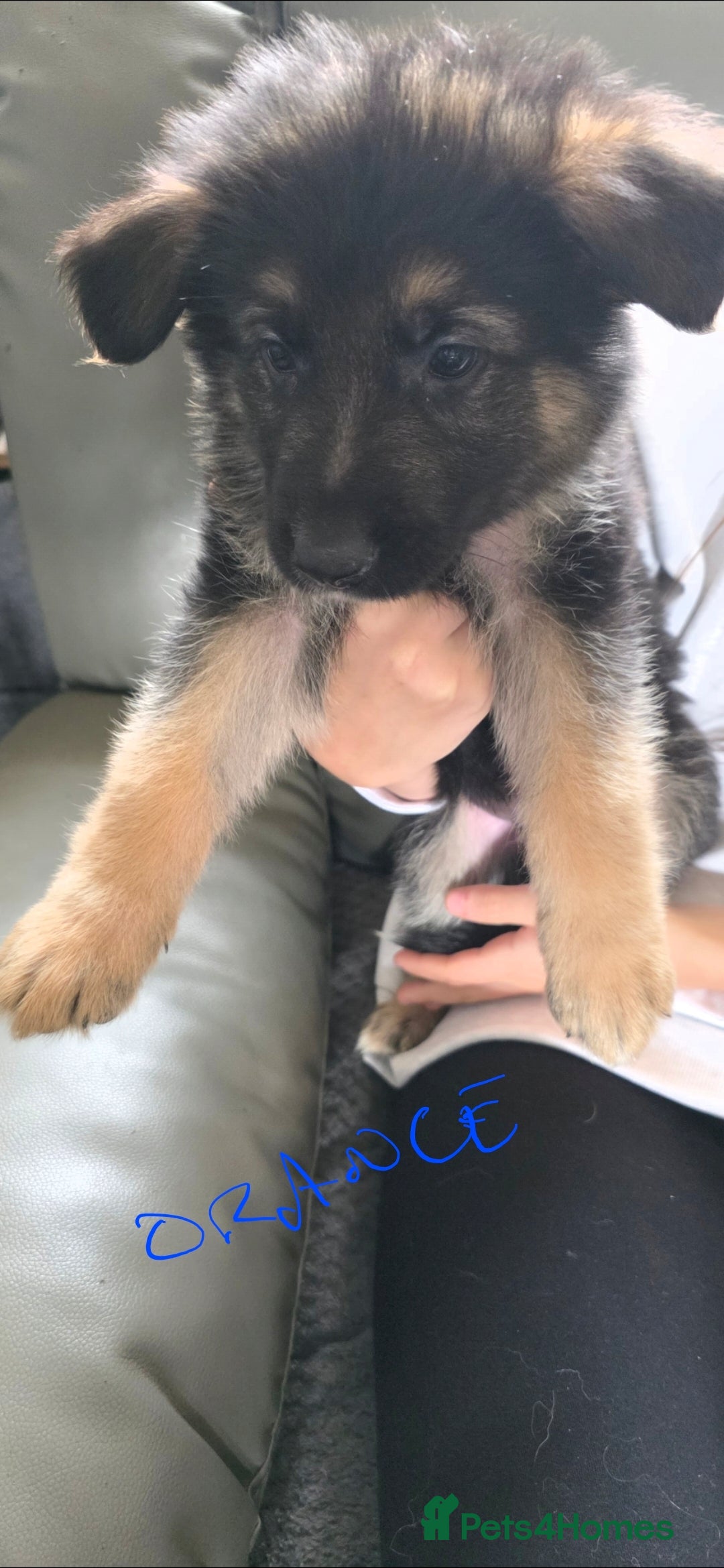 German Shepherd dogs for sale: German shepherd pups - Image 3